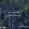 خرید حفاظ نخل مرداب