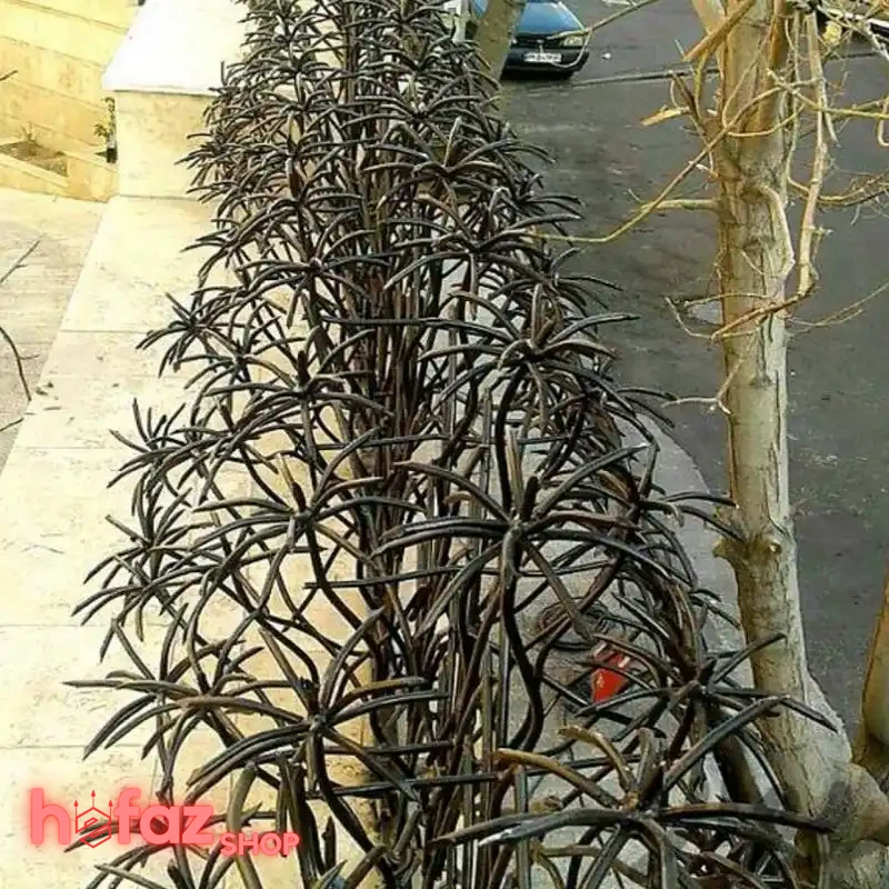 حفاظ دیوار نخل مرداب سه بوته