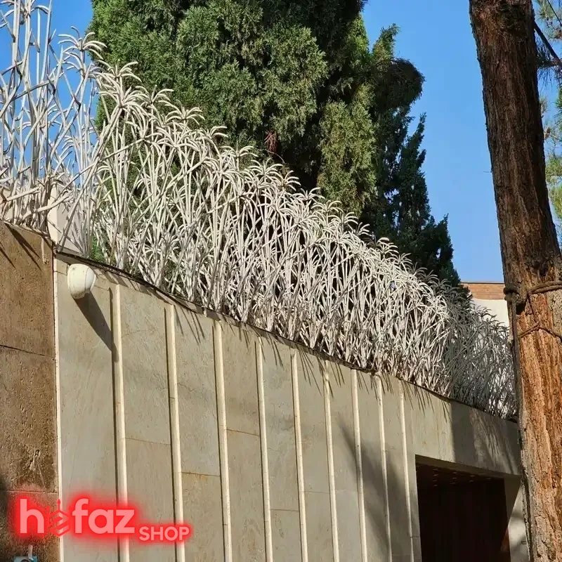 حفاظ دیوار نخل مرداب سه بوته ارتفاع 100