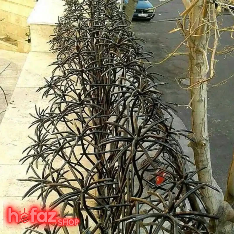 حفاظ دیوار نخل مرداب دو بوته ارتفاع 100