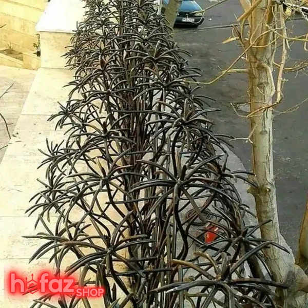 حفاظ دیوار نخل مرداب دو بوته ارتفاع 100